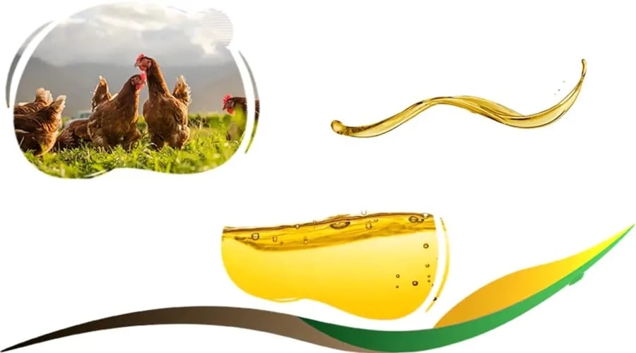 روغن خوراک طیور و دام