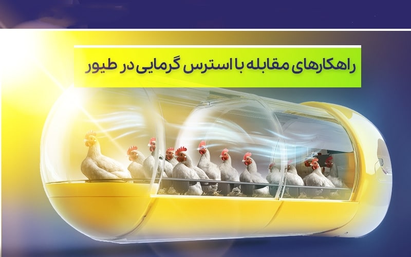 روغن مخصوص طیور