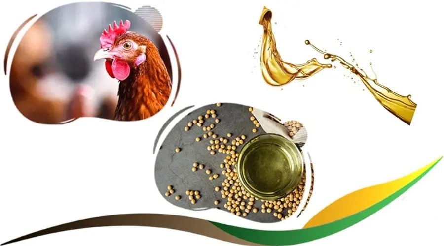 روغن سویا خوراک طیور