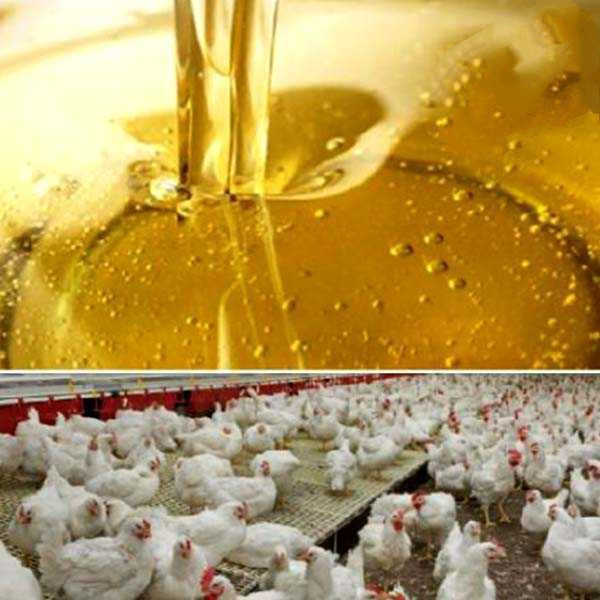 روغن مرغی پالایش شده