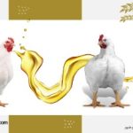 روغن مرغی مخصوص مرغداری