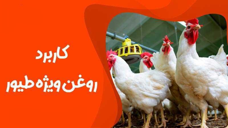 روغن مرغی ویژه طیور